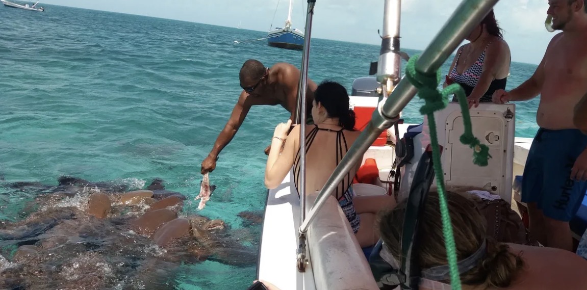 Hol Chan & Shark Ray Alley — Most Popular tour from San Pedro, Belize